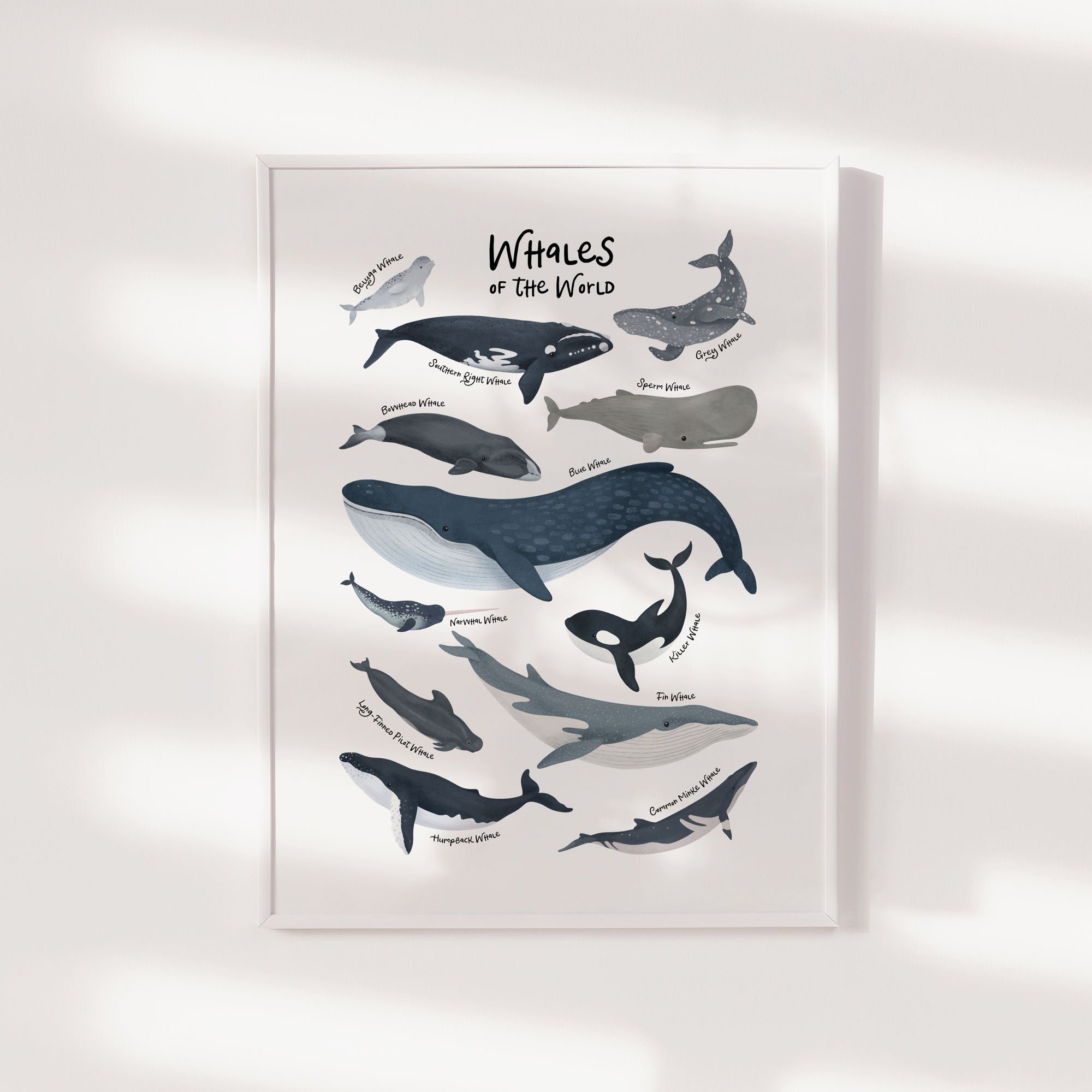 Whales of The World Print